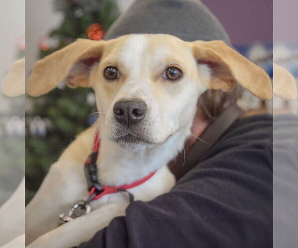 Medium Photo #4 Beagle-Italian Greyhound Mix Puppy For Sale in Huntley, IL, USA