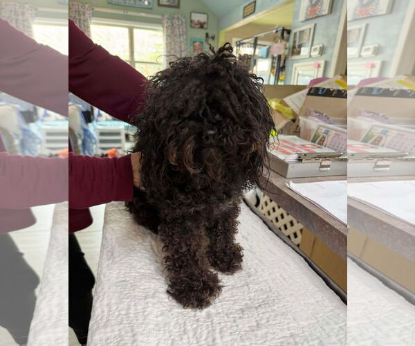 Medium Photo #1 Poodle (Miniature) Puppy For Sale in Benton, LA, USA