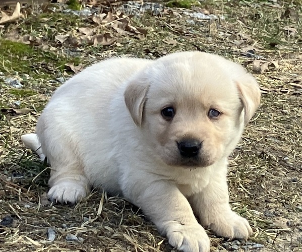 Medium Photo #1 Labrador Retriever Puppy For Sale in AUGUSTA, WI, USA