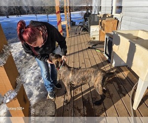 Cane Corso Puppy for sale in STURGEON LAKE, MN, USA