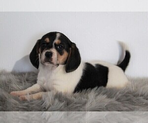 Beagle Puppy for sale in APPLE CREEK, OH, USA