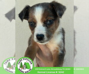 Australian Shepherd-Rottweiler Mix Dogs for adoption in Stroudsburg, PA, USA