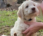 Small #1 Goldendoodle