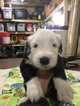 Small Photo #8 Old English Sheepdog Puppy For Sale in MESICK, MI, USA
