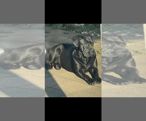 Mother of the Cane Corso puppies born on 06/07/2026