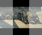 Small Photo #1 Cane Corso Puppy For Sale in HOUSTON, TX, USA