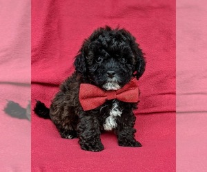 Poovanese Puppy for sale in LEOLA, PA, USA