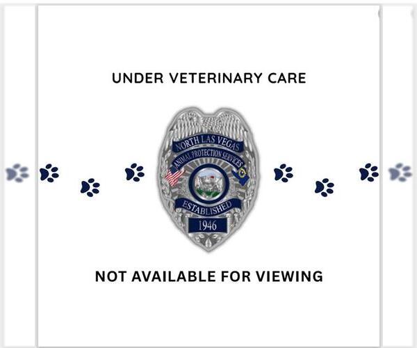 Medium Photo #1 Mutt Puppy For Sale in Las Vegas, NV, USA