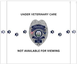 Mutt Dogs for adoption in Las Vegas, NV, USA