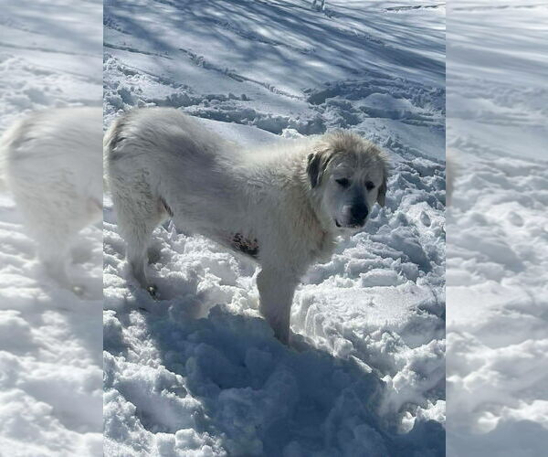 Medium Photo #4 Great Pyrenees Puppy For Sale in Osgood, IN, USA