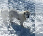 Small #3 Great Pyrenees