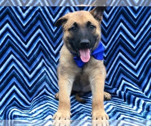 Belgian Malinois Puppy for sale in MYERSTOWN, PA, USA