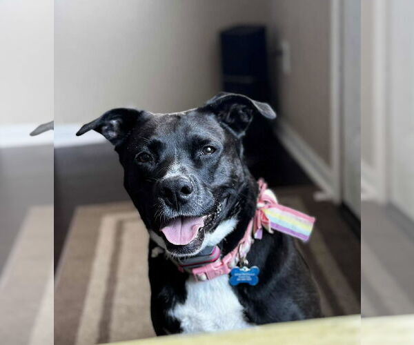 Medium Photo #5 American Staffordshire Terrier-Unknown Mix Puppy For Sale in Rosenberg, TX, USA