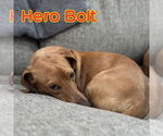 Small #1 Dachshund