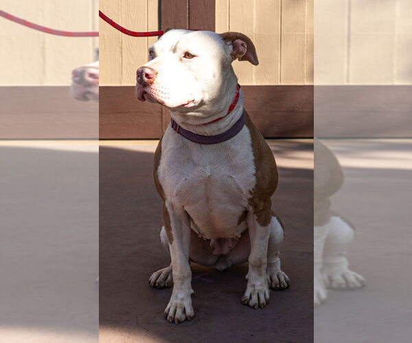 Medium Photo #4 American Staffordshire Terrier-Unknown Mix Puppy For Sale in Lake Forest, CA, USA