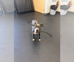 Small #1 Mutt