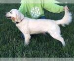 Small Photo #1 English Cream Golden Retriever Puppy For Sale in BURLEY, ID, USA
