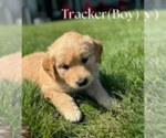 Puppy Tracker Golden Labrador