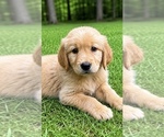 Small #4 Golden Retriever