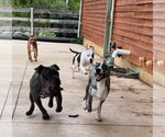 Small #2 American Pit Bull Terrier Mix