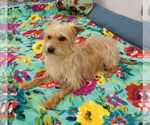 Small #2 Havanese Mix