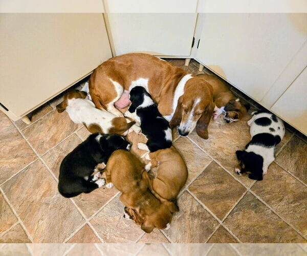 Medium Photo #1 Basset Hound Puppy For Sale in HILLSBORO, TX, USA