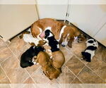 Small Basset Hound
