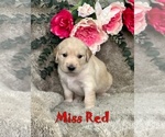 Puppy Miss Red Akita