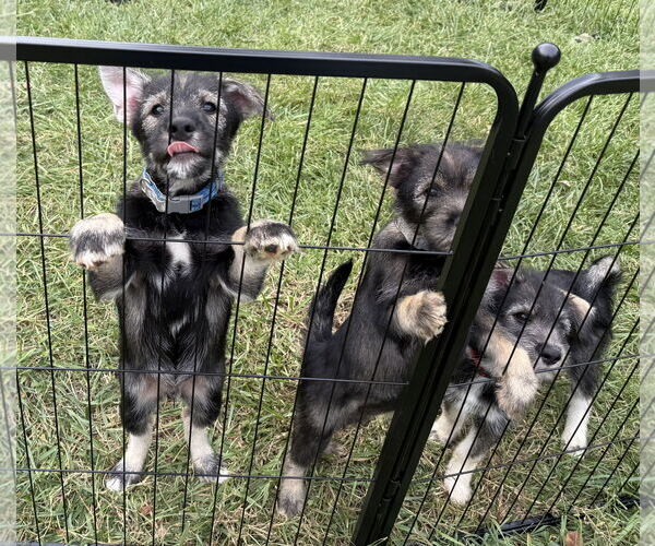 Medium Photo #4 Pomeranian-Unknown Mix Puppy For Sale in Lenoir, NC, USA