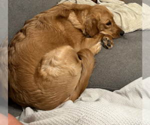 Golden Retriever Dogs for adoption in McKinney, TX, USA
