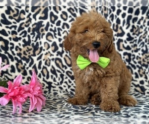 Goldendoodle (Miniature) Puppy for sale in LANCASTER, PA, USA