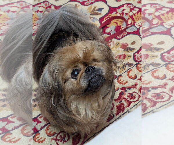 Medium Photo #5 Pekingese Puppy For Sale in Greensboro, NC, USA