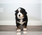 Small #4 Bernese Mountain Dog