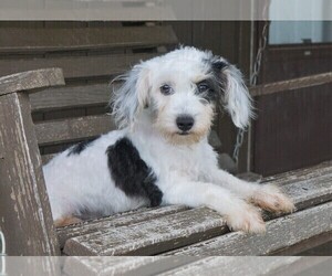 Miniature Australian Shepherd-Poodle (Toy) Mix Puppy for sale in FREDERICKSBURG, OH, USA