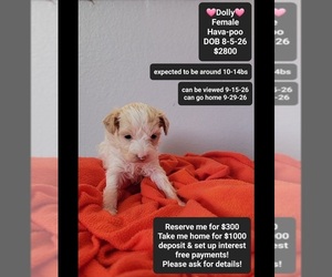 Havapoo Puppy for sale in TUCSON, AZ, USA