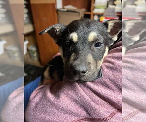 Retriever -Unknown Mix Dogs for adoption in Jackson Township, NJ, USA