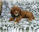 Small #5 Cavapoo (Miniature)