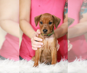 German Pinscher Puppy for sale in Budapest, Budapest, Hungary