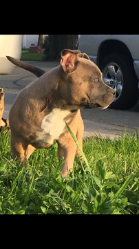 Medium Photo #1 American Bully Puppy For Sale in NORTH HIGHLANDS, CA, USA