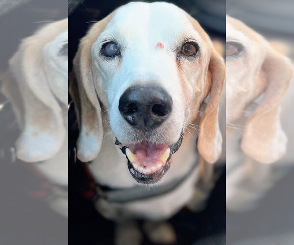 Medium Photo #2 Beagle Puppy For Sale in Apple Valley, CA, USA