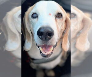 Solo-sweet senior! ADOPTED 6/7/26 - Male Beagle Dog for Adoption - Photo #2