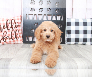 Goldendoodle (Miniature) Puppy for sale in MARIETTA, GA, USA