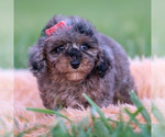 Small #3 Poodle (Toy)