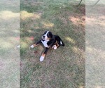 Small Photo #4 Bernese Mountain Dog Puppy For Sale in ENON, OH, USA