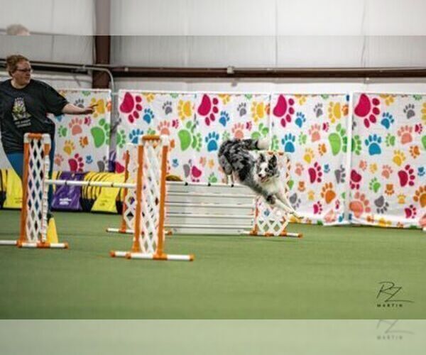 Medium Photo #16 Border Collie Puppy For Sale in MOSIER, OR, USA