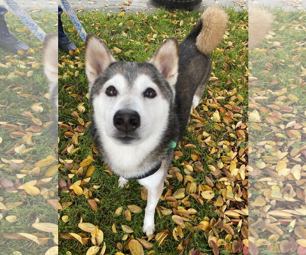 Medium Photo #4 Shiba Inu Puppy For Sale in Davis, CA, USA