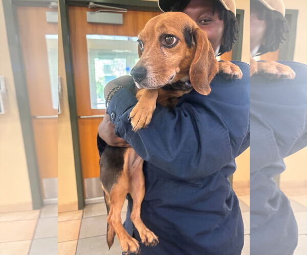 Medium Photo #3 Beagle-Unknown Mix Puppy For Sale in Virginia Beach, VA, USA