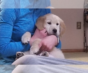 Golden Retriever Puppy for sale in MIDDLEBURG, PA, USA