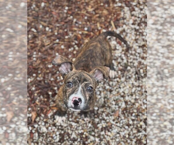 Medium Photo #5 American Staffordshire Terrier-Unknown Mix Puppy For Sale in Holly Springs, NC, USA