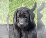 Small Photo #5 Labrador Retriever Puppy For Sale in BROWNS VALLEY, CA, USA
